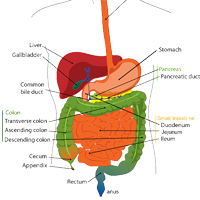 Quick and Fast Digestion